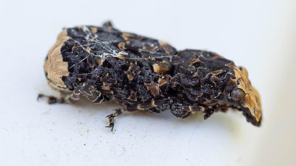 Platyrhinus resinosus (Cramp-ball Fungus Weevil).jpg